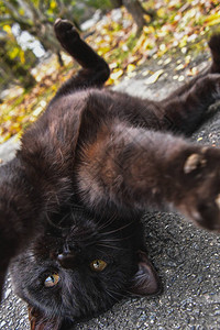 一张背着一头滑稽的黑猫的照片它的手图片
