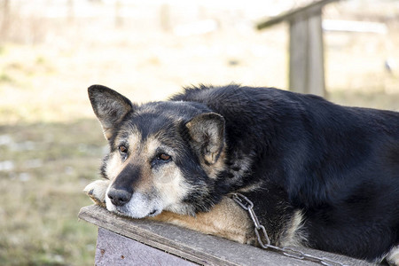 德国牧羊犬一只非常悲伤的狗正在等待它的主人链上的孤独看门狗孤独图片