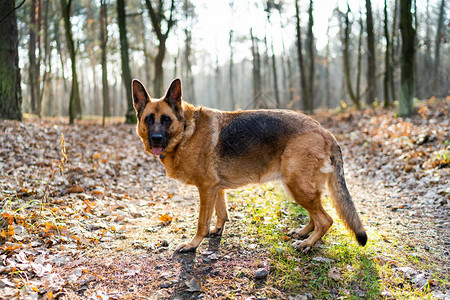 在森林中漫步快乐的狗图片
