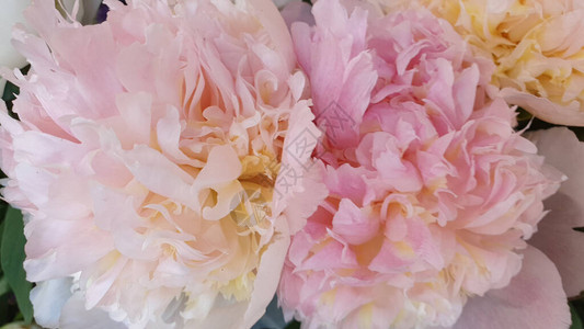 粉红牡丹花瓣精致玫瑰花牡丹背景图片