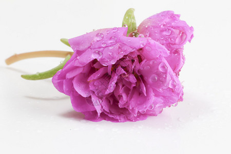 紫色花朵与水滴的特写图片