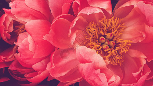 粉红色牡丹花瓣卉特写图片