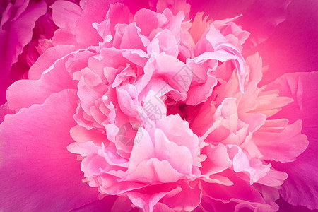 粉红玫瑰牡丹玫瑰花牡丹图片