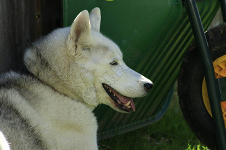 户外的一只红色西伯利亚哈士奇犬图片