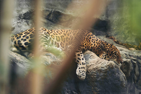 美洲豹在动物园图片