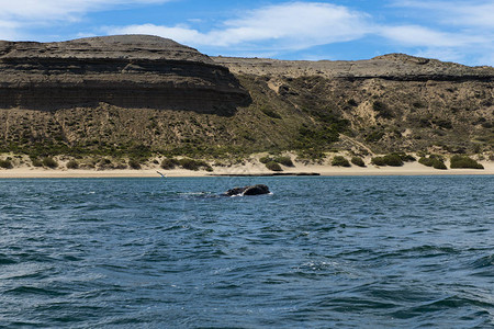 南美阿根廷瓦尔德斯半岛的南方右鲸鱼图片