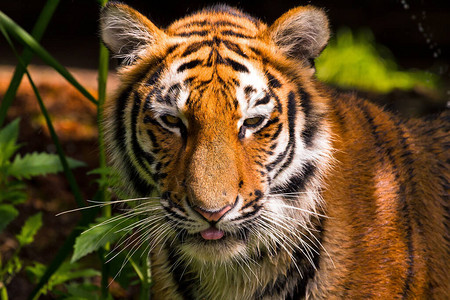 印度尼西亚苏门答腊老虎Pantheratigrissumatrae图片