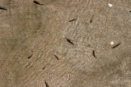 沙子清水和小鱼图片