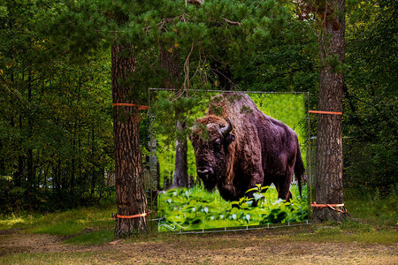 保留地领土上的中俄罗斯野牛纪念碑这图片