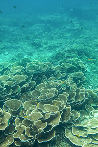 缅甸公鸡本岛的珊瑚图片