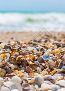 海边的贝壳海浪海岸图片