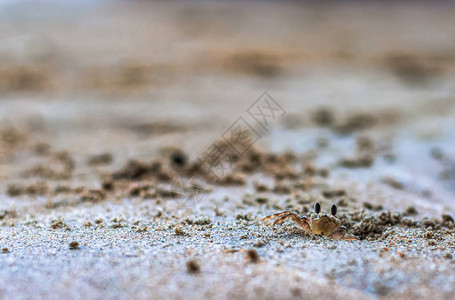一只年轻的螃蟹从中间地沙丘的洞中爬出前景和图片