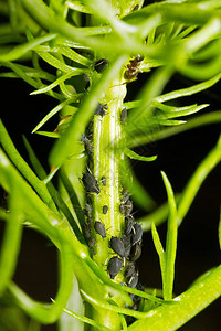 一个小喷粪的昆虫和超级家庭Aphidoidea的成员图片