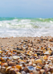 海边的贝壳海浪海岸图片