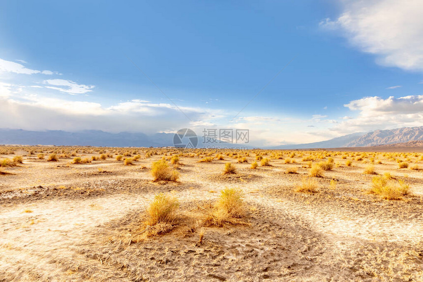 美丽的魔鬼玉米田山谷沙漠中景色优美的沙漠植物在图片