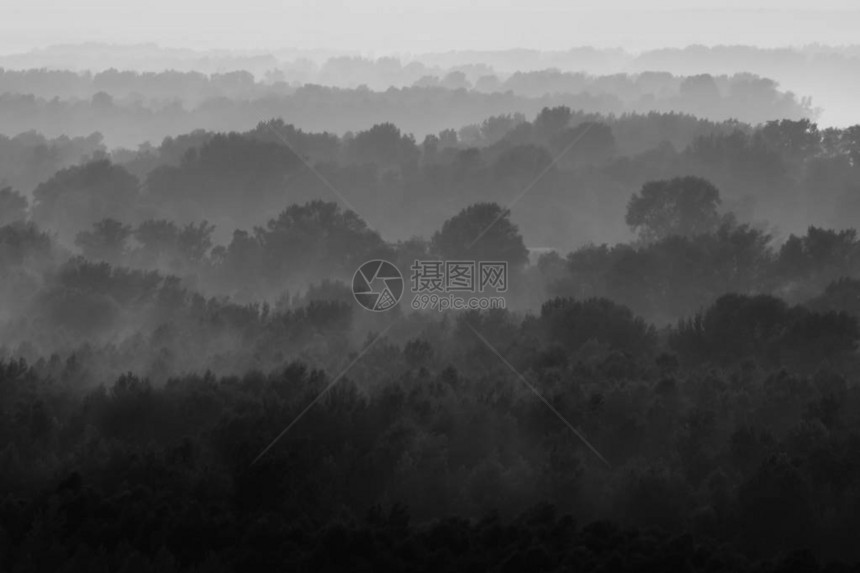 清晨雾霾下的森林神秘景观图片