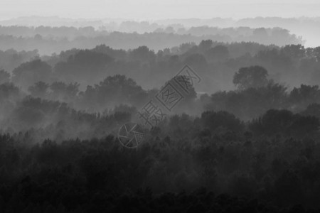 清晨雾霾下的森林神秘景观图片