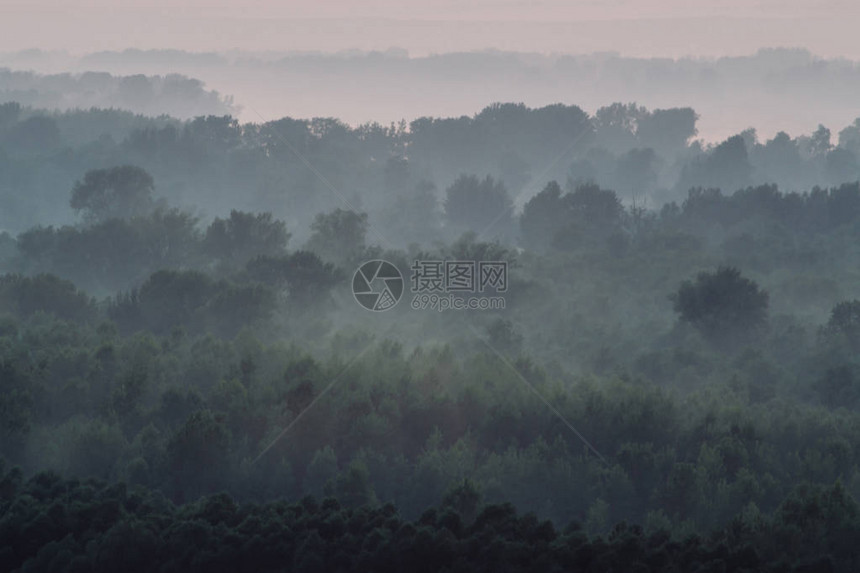 清晨雾霾下森林的神秘景观图片