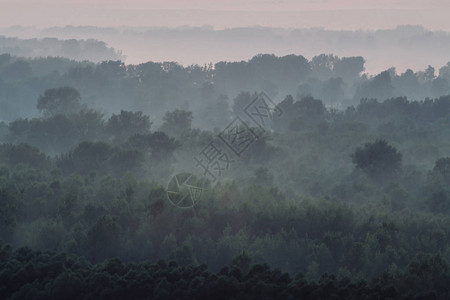 清晨雾霾下森林的神秘景观图片
