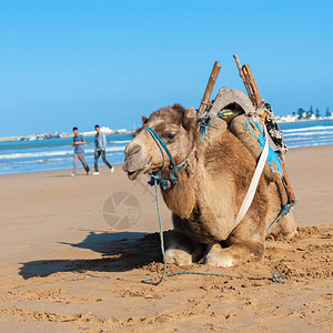 单峰骆驼在海洋沙滩上休息的肖像图片