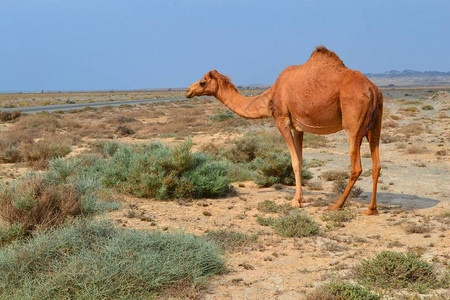美丽的骆驼在沙漠阿曼图片