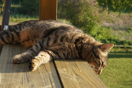 猫晒日光浴图片