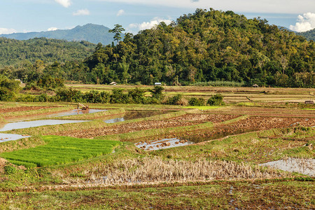 老挝为种植稻米准图片