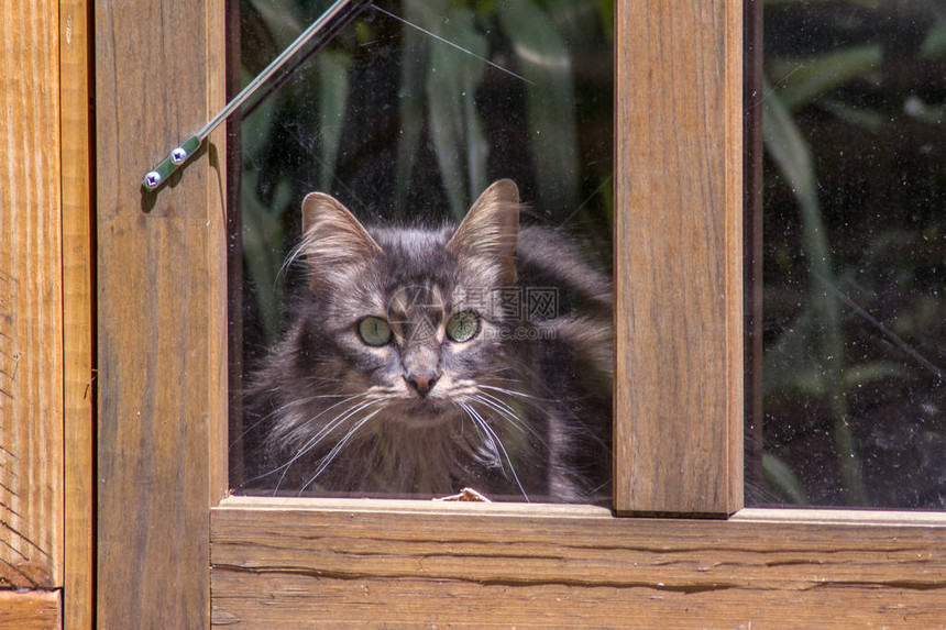 小灰猫看着门窗乞求被放室内图片