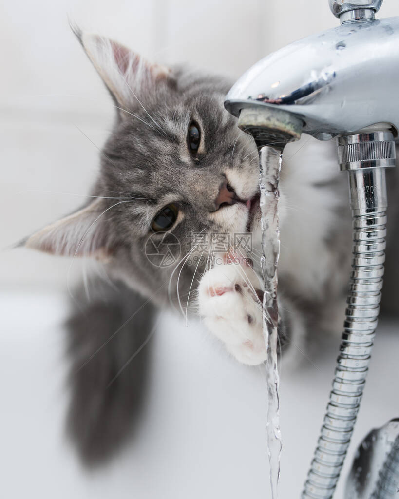 蓝色虎斑缅因浣熊小猫从浴室的水龙头里喝水图片