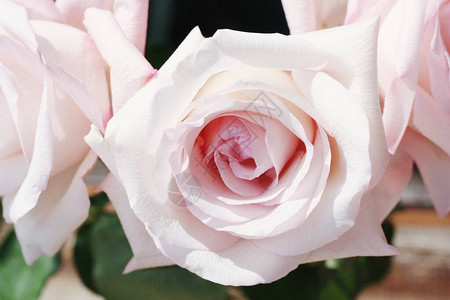 花瓶中美丽的粉红玫瑰图片