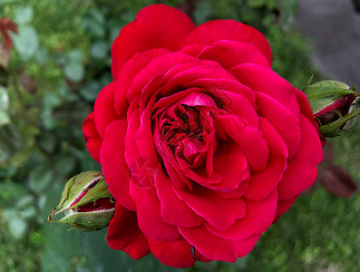 微距照片自然花粉红玫瑰深红色玫瑰蓬松开花的背景纹理图像植物开花的粉背景图片