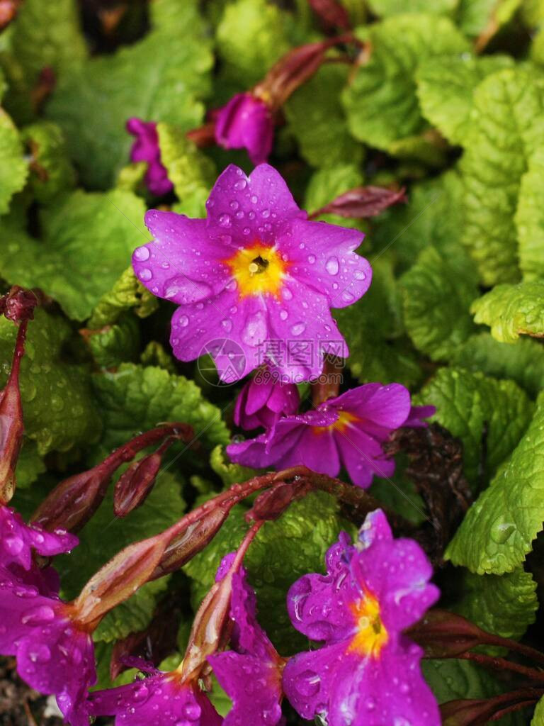 花园宏中美丽的紫色花朵图片