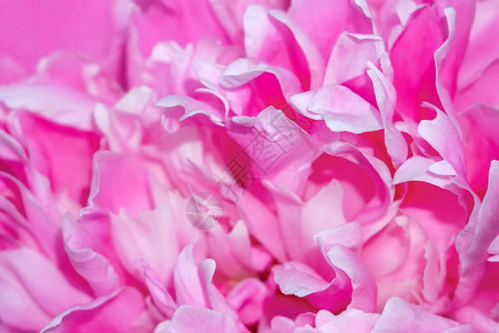 粉色牡丹花瓣纹理背景特写微距图片