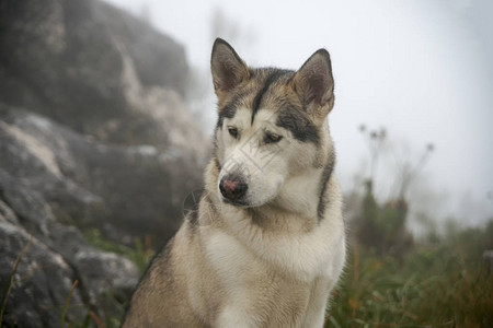 自然环境中的阿拉斯加雪橇犬图片