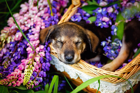 一只小狗躺在草地和粉红色露品花的篮子里图片