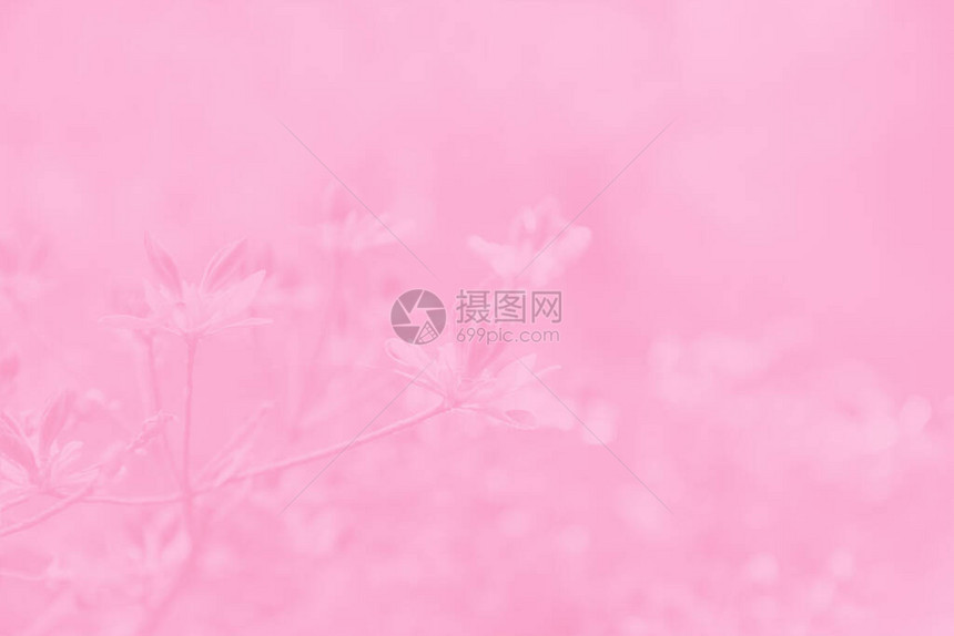春天的枝条第一片叶子和花朵粉红色图片
