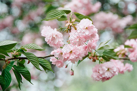 中央公园美丽的樱花图片