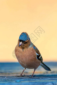 可爱的小鸟天然背景鸟类常见的食背景图片