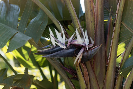 野香蕉植物Streelitzia图片