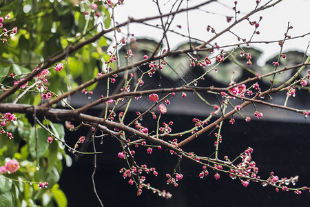 梅州宾馆院子里的红梅花背景图片