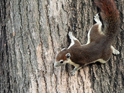 特写松鼠在树皮上爬图片