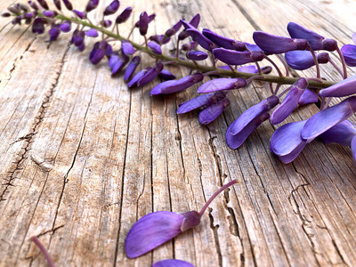 紫藤花的美妙绽放图片
