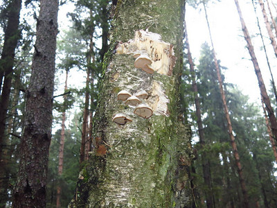 秋天森林里老桦树上的蘑菇生长图片