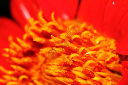 花园里的宏观红色百日草花图片