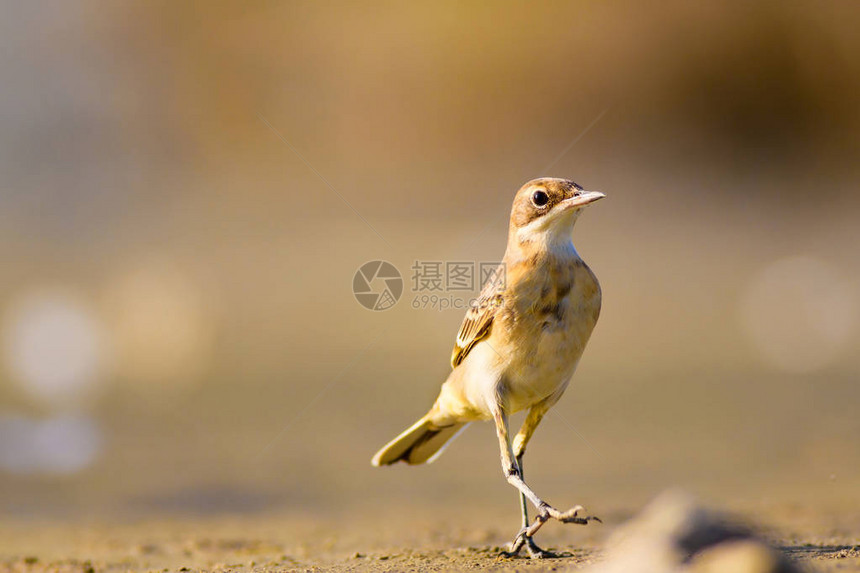 鸟类自然和鸟类自图片