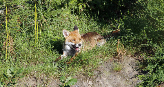放松在阳光下的母狐狸图片