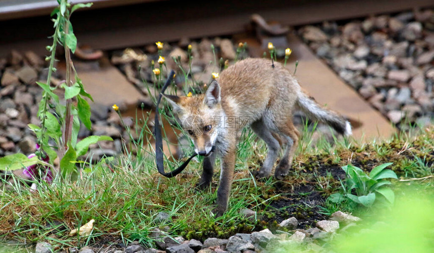 小狐狸在铁轨附近玩皮带图片
