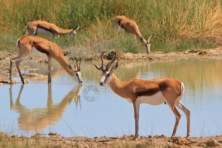 Springbok非洲图片