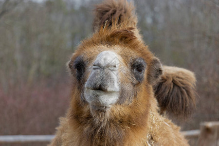 骆驼仰望镜头的肖像Camelusbactr图片
