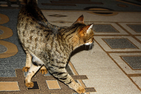 猫在屋子里自信地走不看相机图片